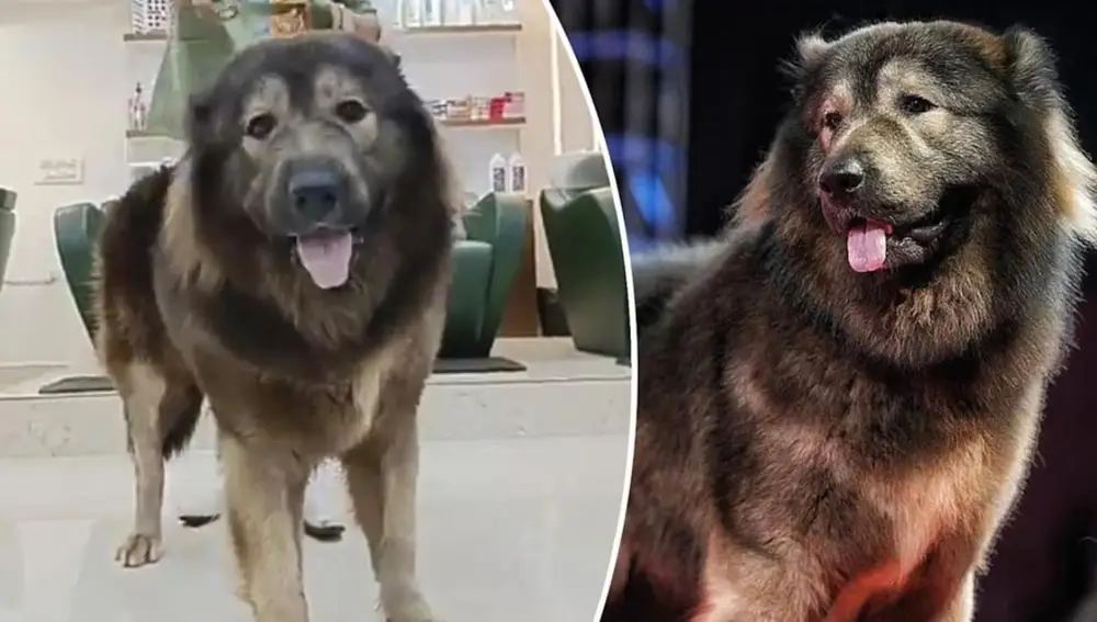El perro más caro de la historia