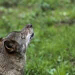  Un lobo Ibérico 