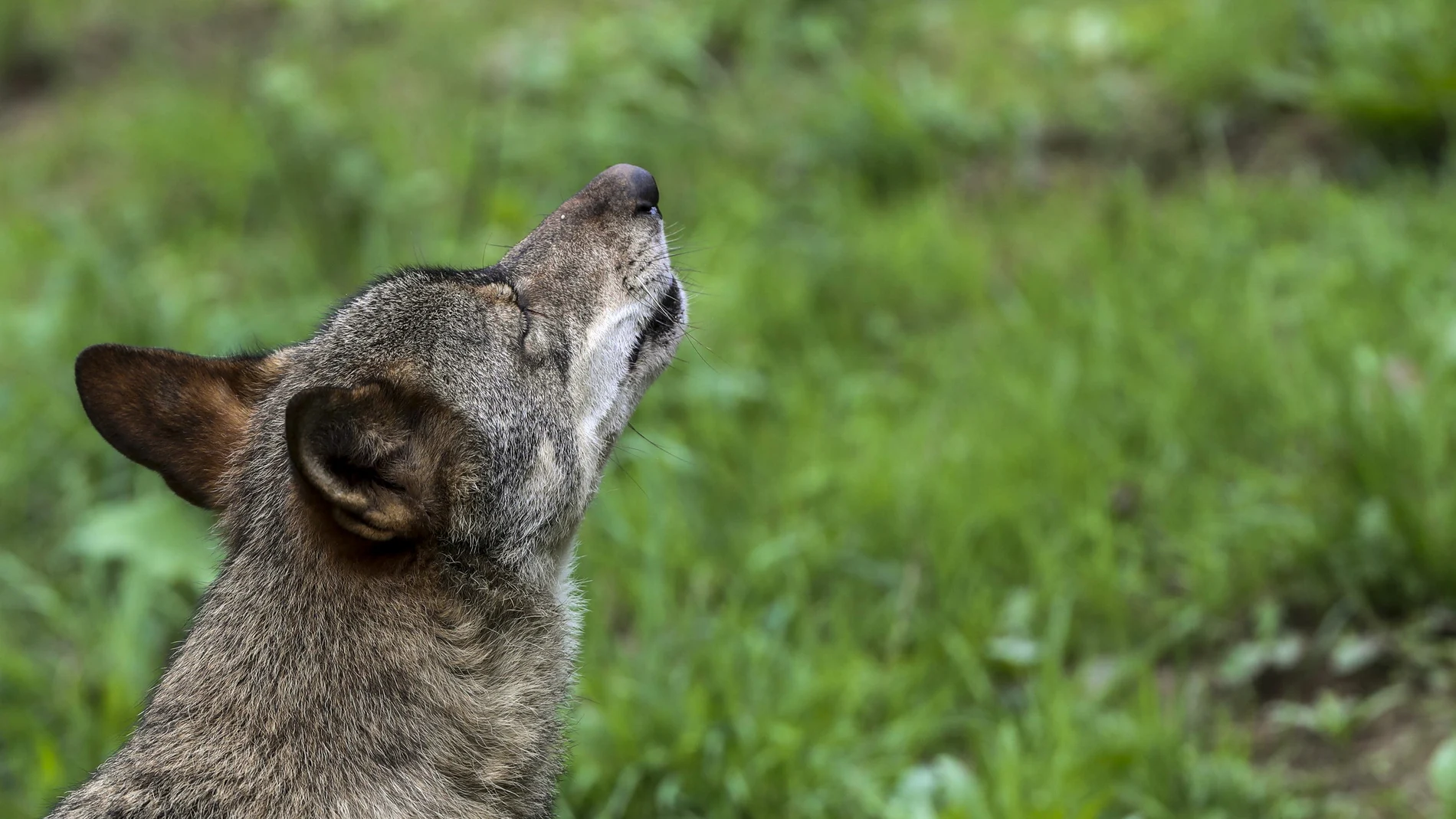 Un lobo Ibérico