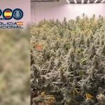 Sucesos.- Tres detenidos y desmantelada una plantación de marihuana escondida en un local de fotografía