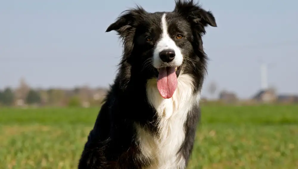 Border Collie