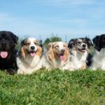 Las once razas de perro que no se llevan bien con los gatos