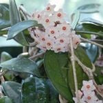 La planta que no necesita cuidados y da las flores más bonitas y perfumadas