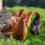 Agro.- La cría para autoconsumo no podrá superar las 30 gallinas ponedoras y 50 pollos en Catalunya