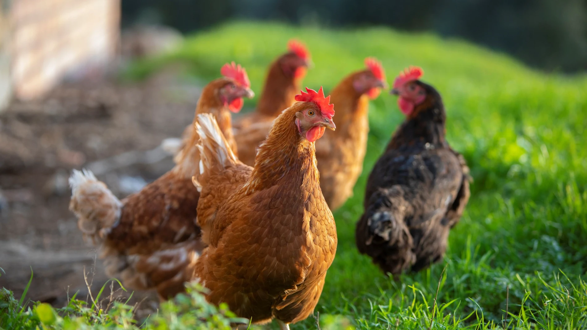 Gallinas REMITIDA / HANDOUT por Generalitat de Catalunya Fotografía remitida a medios de comunicación exclusivamente para ilustrar la noticia a la que hace referencia la imagen, y citando la procedencia de la imagen en la firma 24/03/2025