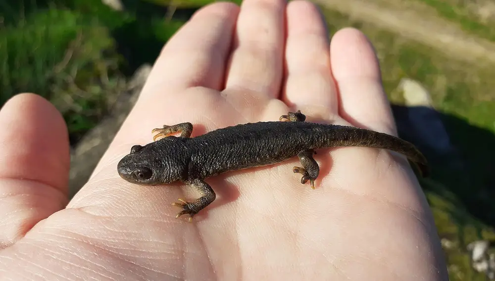Gallipato pequeño