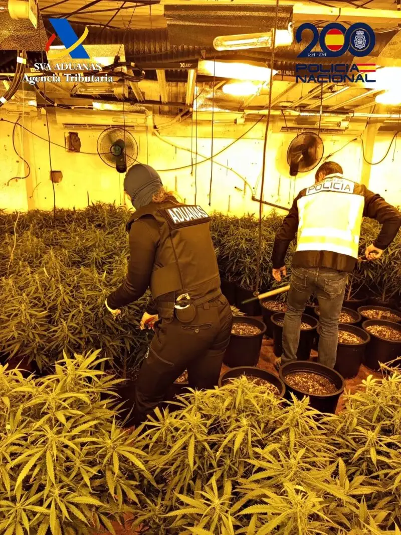 Imagen de la plantación desarticulada por agentes de la Policía Nacional y Funcionarios de Vigilancia Aduanera de la Agencia Tributaria