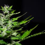El número exacto de plantas de marihuana que puedo tener en casa para que no me multen