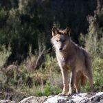 Más de 175.000 personas en España llevan nombres inspirados en el lobo, según una investigación