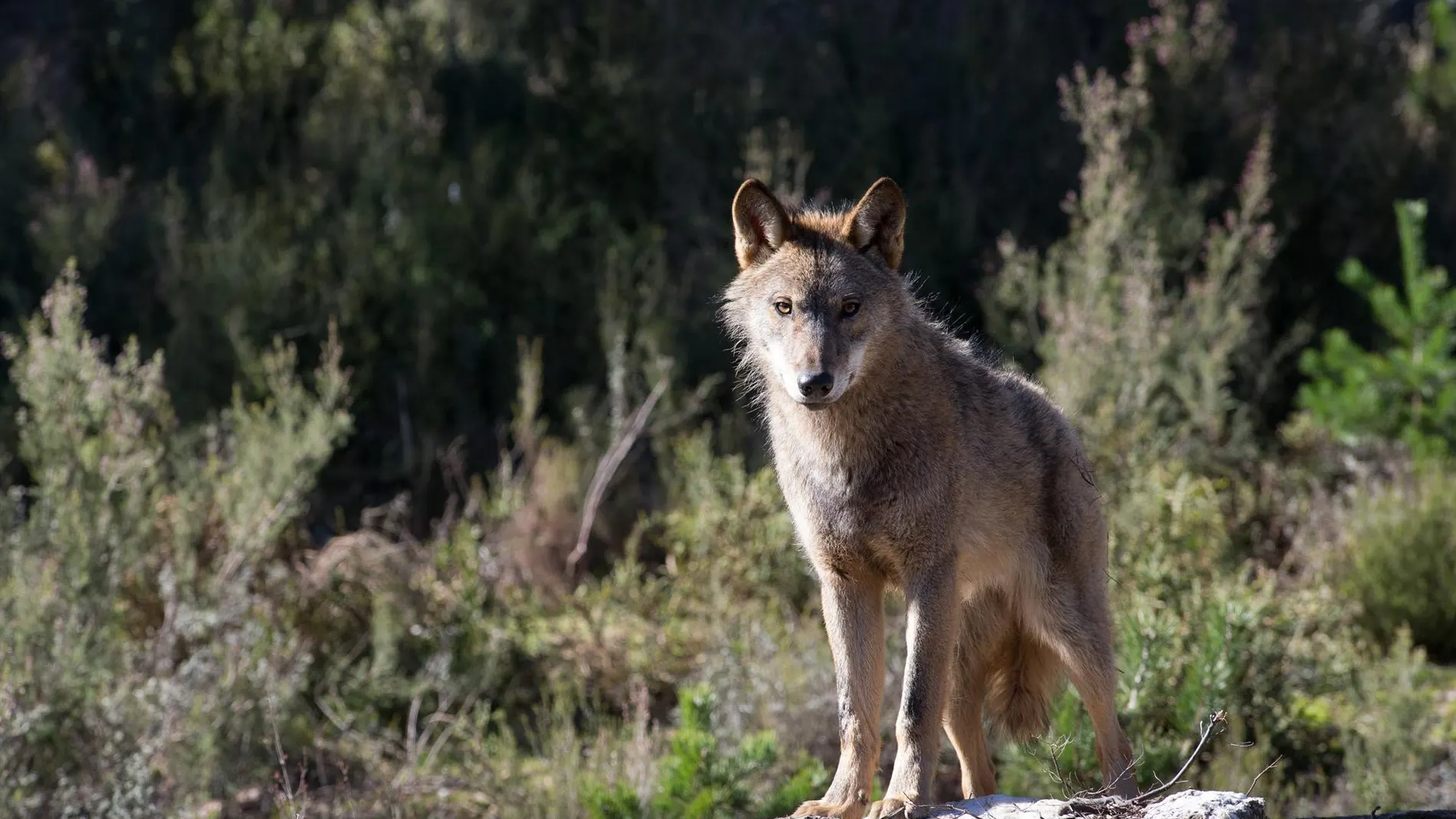 Más de 175.000 personas en España llevan nombres inspirados en el lobo, según una investigación