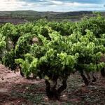 Viñas de El Pacto