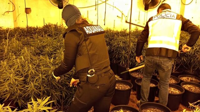 Imagen de la plantación desarticulada por agentes de la Policía Nacional y Funcionarios de Vigilancia Aduanera de la Agencia Tributaria