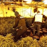 Imagen de la plantación desarticulada por agentes de la Policía Nacional y Funcionarios de Vigilancia Aduanera de la Agencia Tributaria