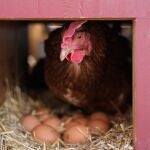 Gallina en su gallinero con los huevos