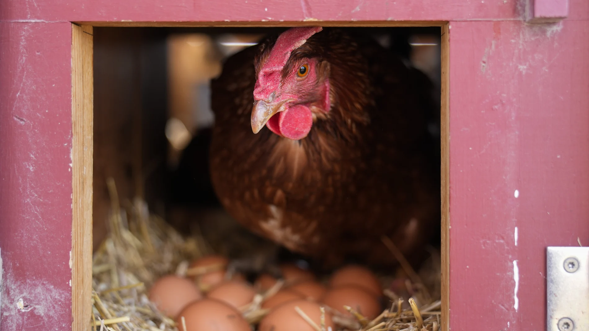 Gallina en su gallinero con los huevos