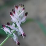 Encuentran en Águila una "joya botánica" nunca vista antes