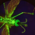 Un mosquito Anopheles gambiae que ha sido alimentado con un tinte para hacerlo brillar. Lee R. Haines