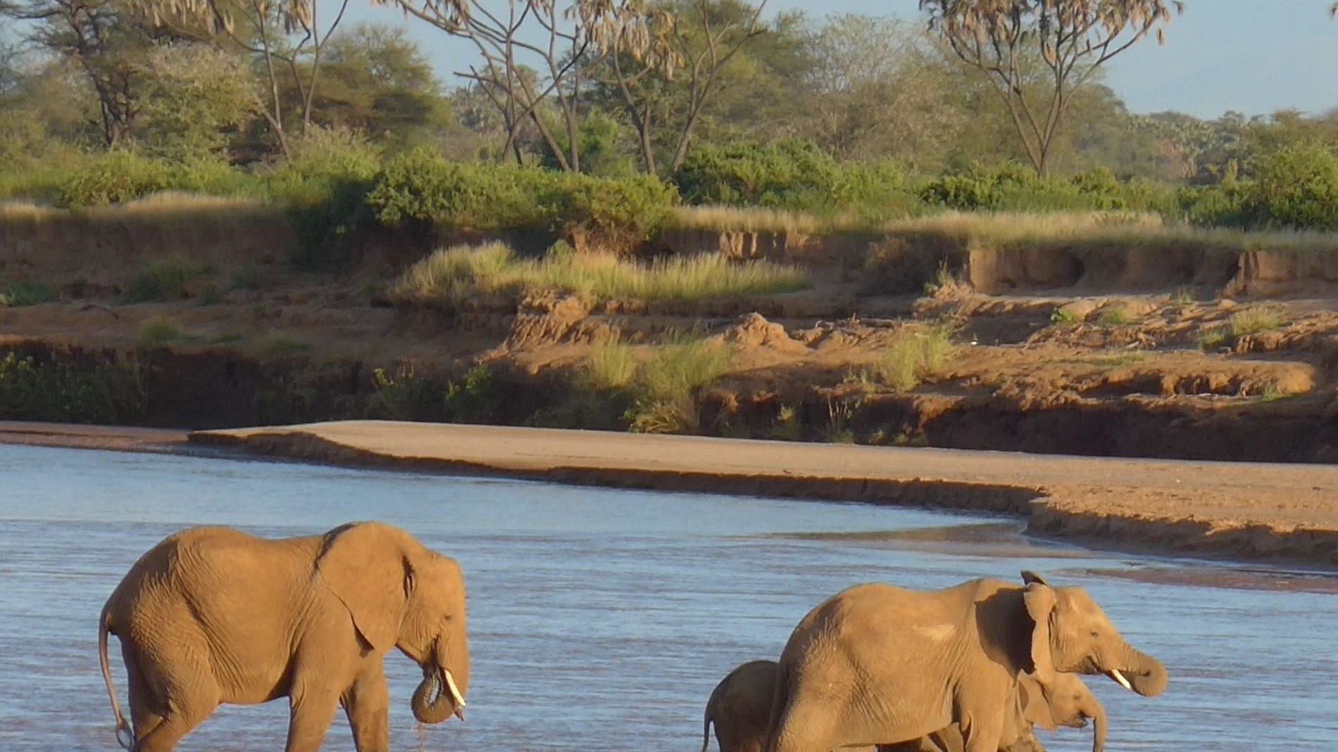 Un grupo de elefantes cruza un río en Samburu