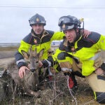 Los Bomberos junto al corzo