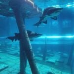 España cuenta con el tobogán acuático más impresionante del mundo: atraviesa tiburones y tiene 28 metros de altura
