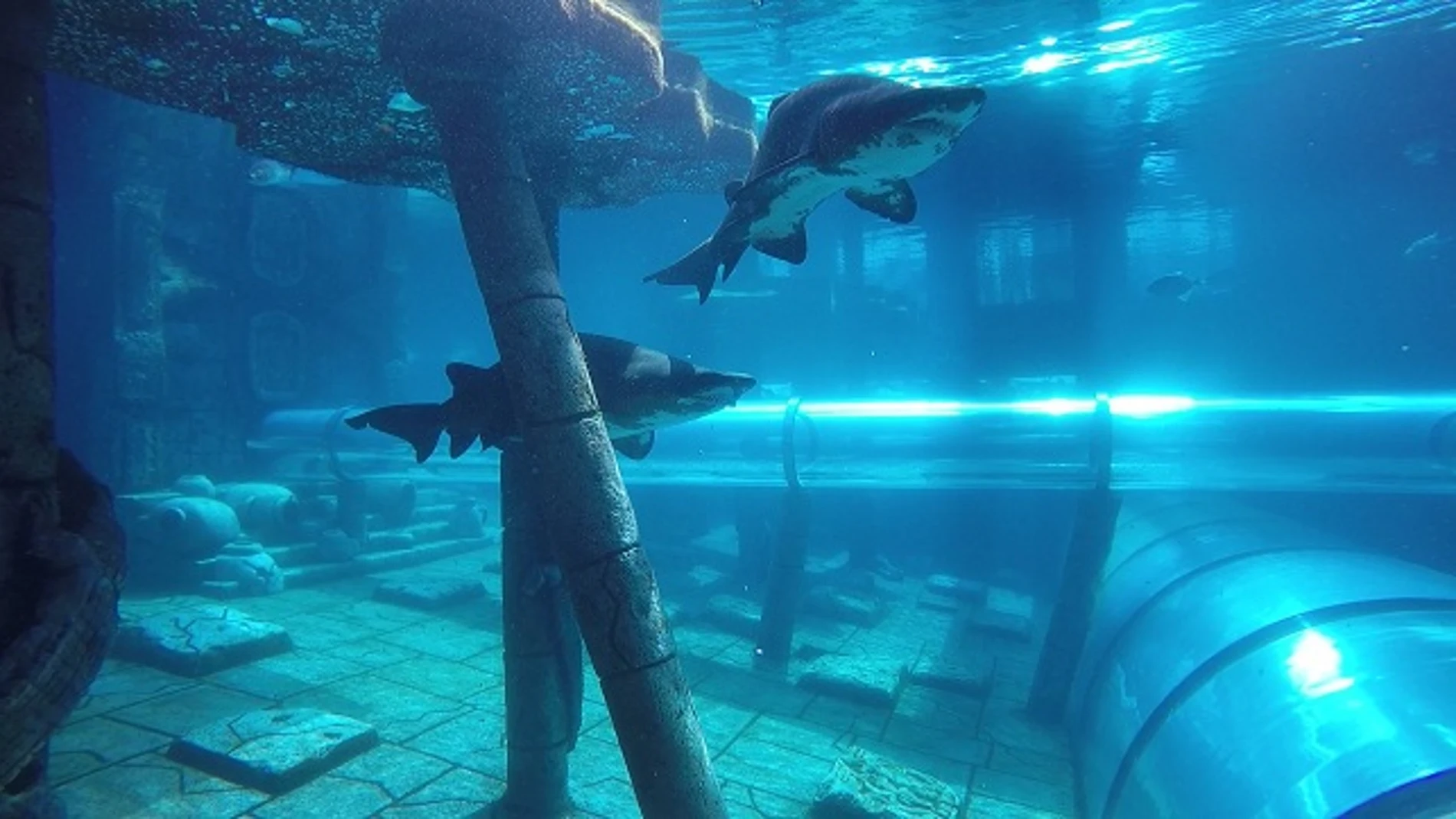 España cuenta con el tobogán acuático más impresionante del mundo: atraviesa tiburones y tiene 28 metros de altura