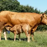 Imagen de archivo de una vaca.