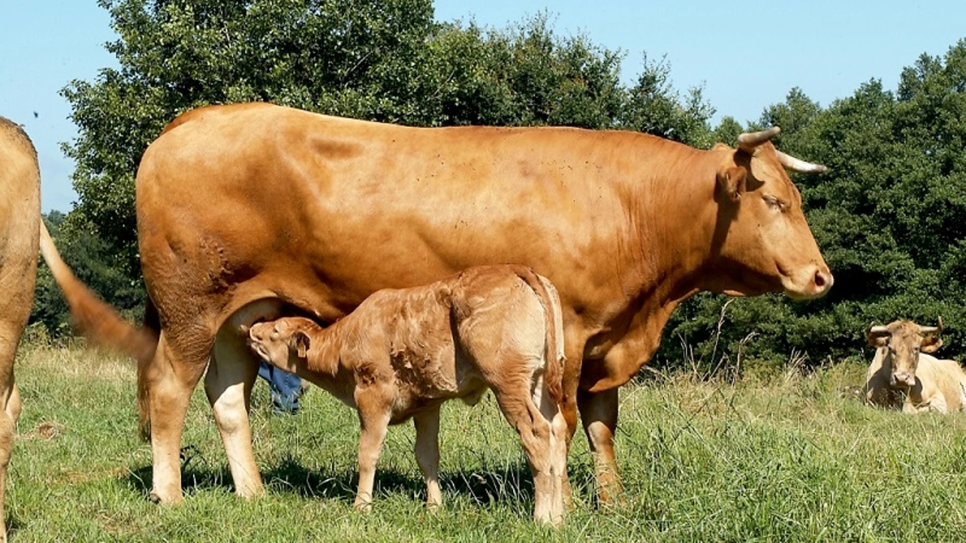 Imagen de archivo de una vaca.