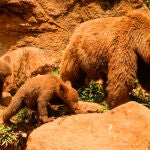 Osos en el parque de la naturaleza de Cabárceno