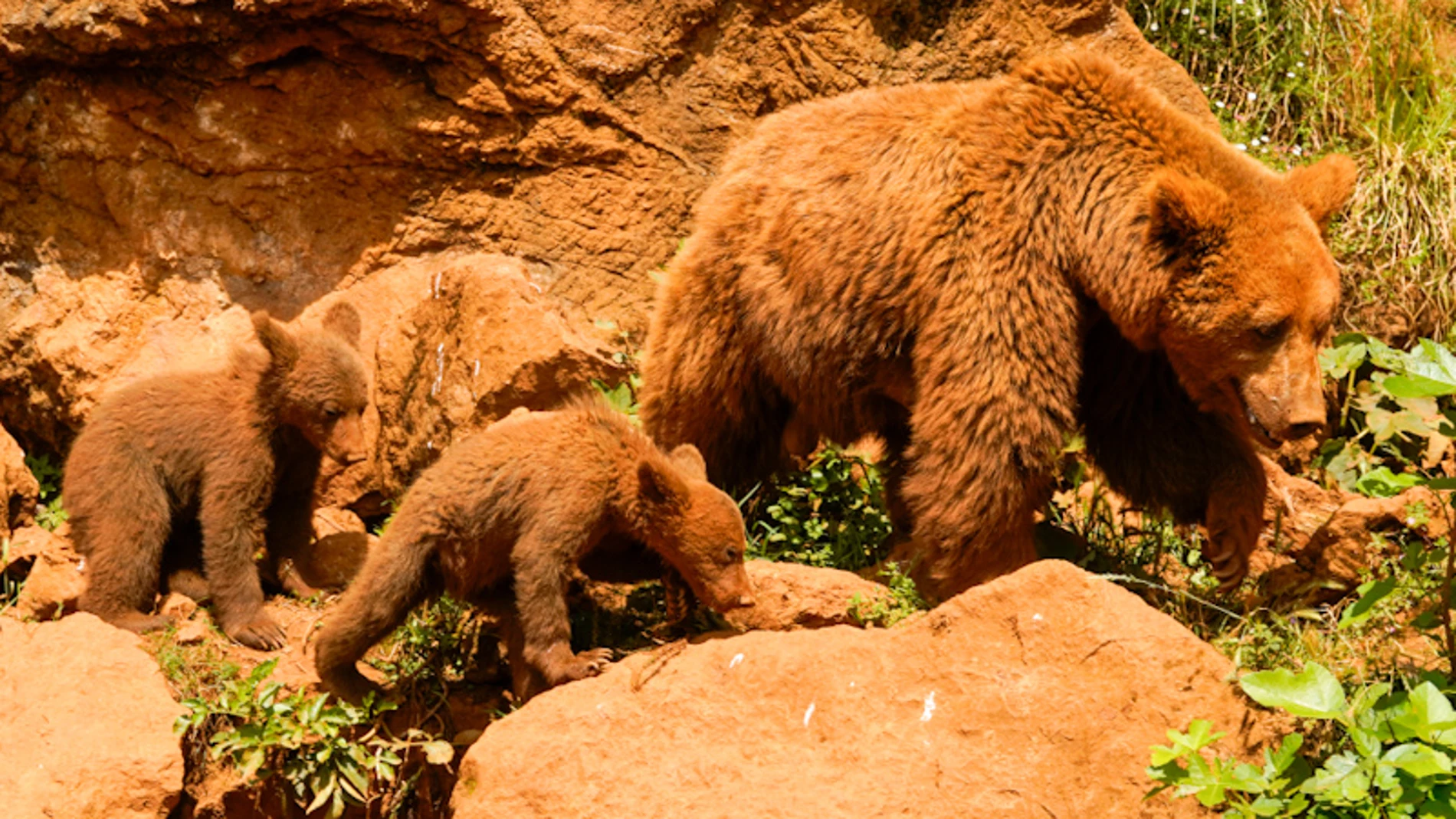 Osos en el parque de la naturaleza de Cabárceno
