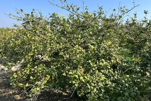Las lluvias de marzo alivian la amenaza del trips en cítricos de la Región de Murcia Las lluvias de marzo alivian la amenaza del trips en cítricos de la Región de Murcia
