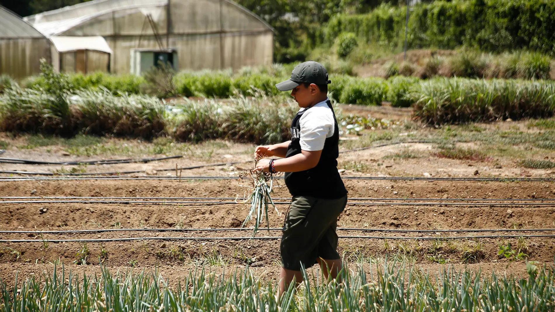AME3382. COMASAGUA (EL SALVADOR), 28/03/2025.- Fotografía del 21 de marzo de 2025 de un joven limpiando y seleccionando hortalizas como parte del proyecto agroecológico 'La Canasta Campesina', en Comasagua (El Salvador). Carmen y Wali viven en una zona rural de El Salvador y en su comunidad son conocidas por formar parte de un grupo de mujeres que siembran hortalizas para garantizar el alimento a sus familias y a la vez proveen de productos agrícolas a otros salvadoreños, como parte del proye...