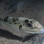 El Mediterráneo en alerta por la presencia de peces venenosos capaces de arrancarte los dedos