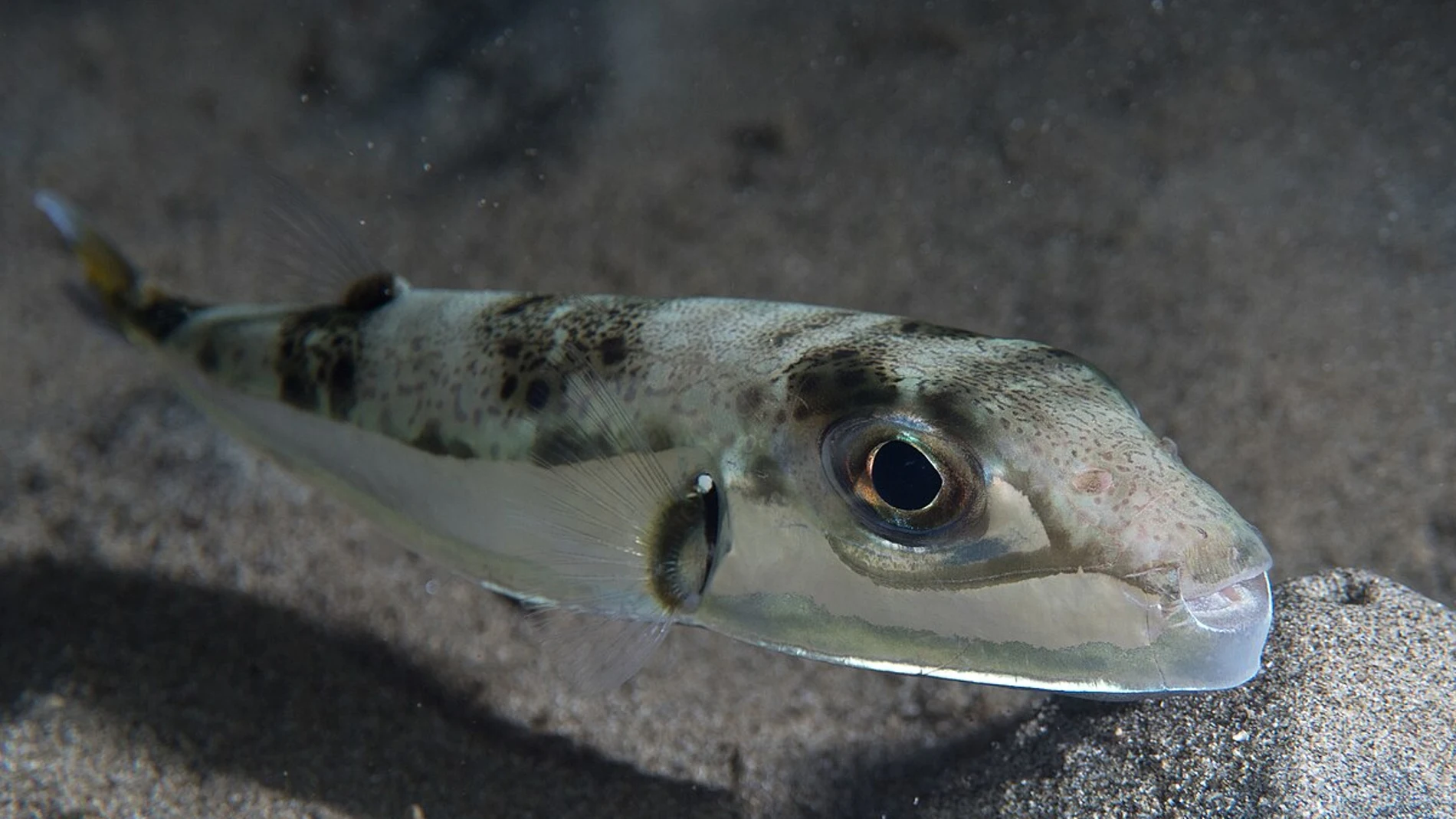 El Mediterráneo en alerta por la presencia de peces venenosos capaces de arrancarte los dedos
