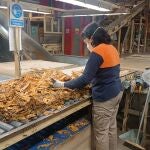 Trabajadora de Cetarsa en la línea de selección de la hoja de tabaco 