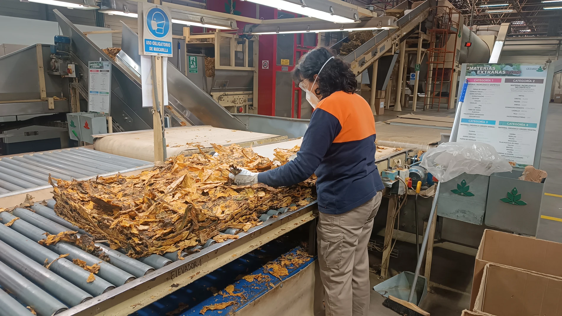 Trabajadora de Cetarsa en la línea de selección de la hoja de tabaco