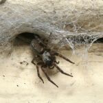 Un nuevo estudio revela que debe tener cada habitación para que las arañas no tejen sus telarañas allí 