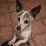 Brutalidad animal en Canarias: decapitan a un perro y colocan su cabeza en la puerta de sus propietarios