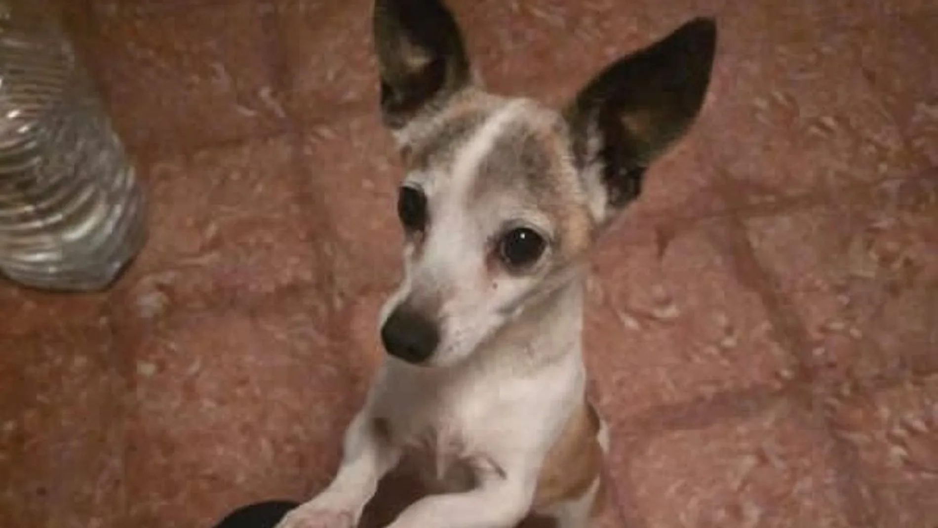 Brutalidad animal en Canarias: decapitan a un perro y colocan su cabeza en la puerta de sus propietarios