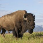 Un bisonte americano en una pradera con un fondo montañoso espectacular