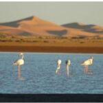 Los flamencos vuelven a las dunas de Merzouga