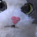 Miau Morsito, el héroe de los gatos callejeros
