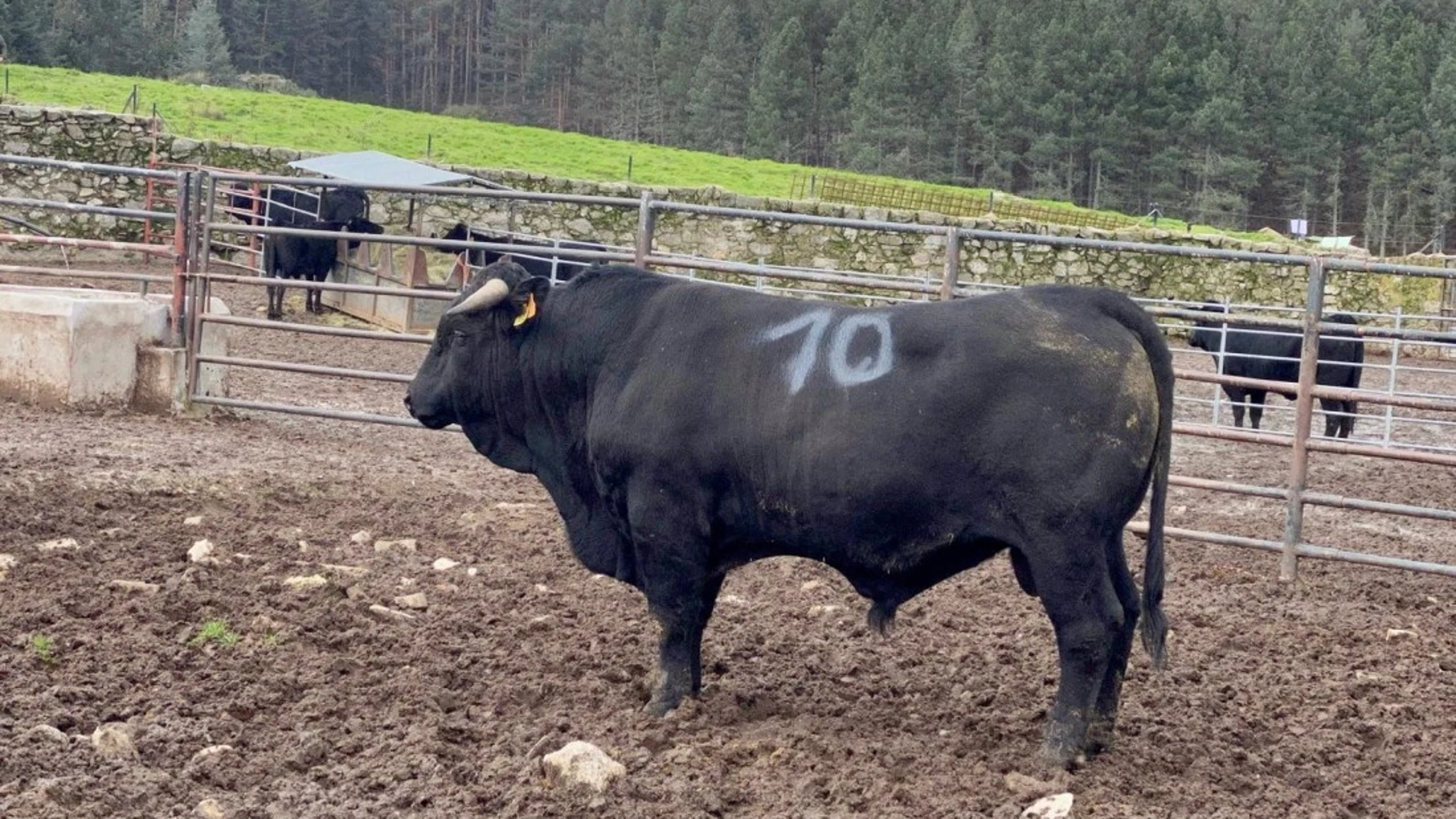 reses Avileña-Negra Ibérica y Bociblanca de la Finca "El Colmenar"