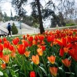 Flores en primavera
