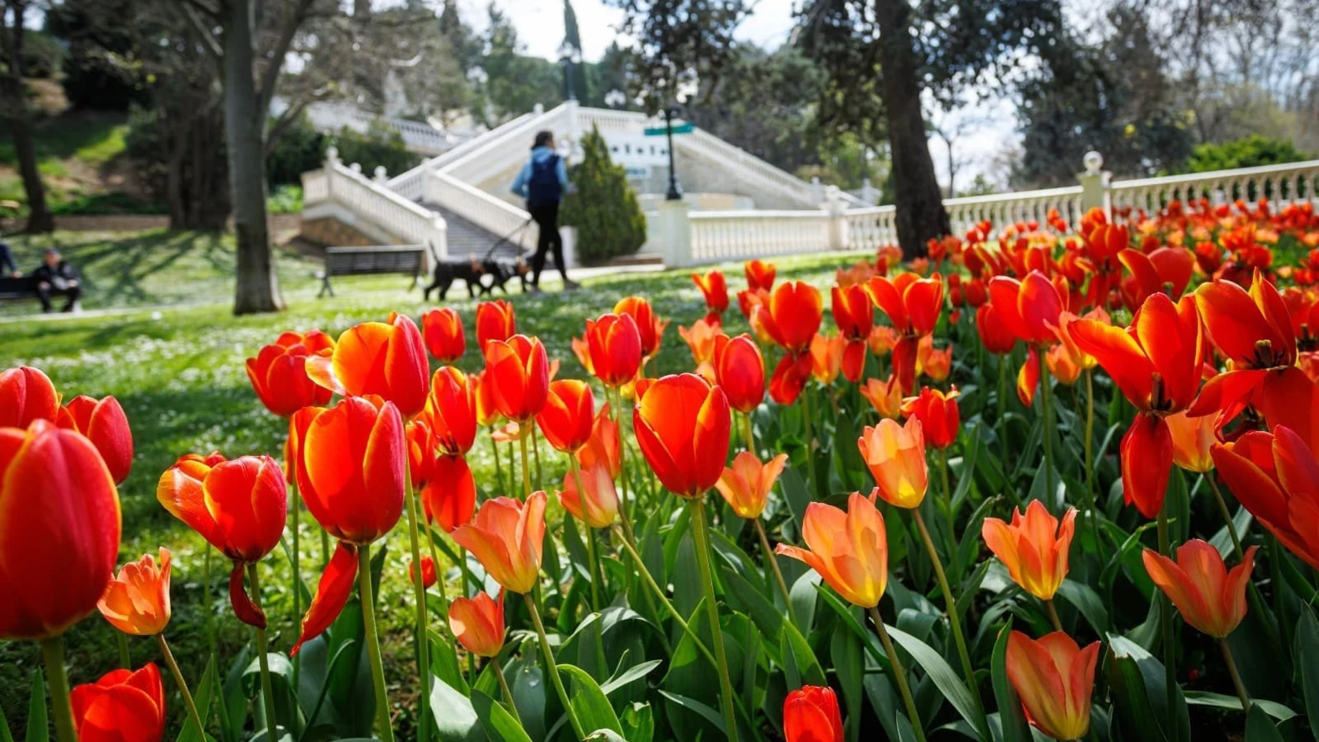 Ruta de los tulipanes en el Parque Grande JOsé Antonio Labordeta de Zaragoza.REMITIDA / HANDOUT por DANIEL MARCOSFotografía remitida a medios de comunicación exclusivamente para ilustrar la noticia a la que hace referencia la imagen, y citando la procedencia de la imagen en la firma29/03/2025