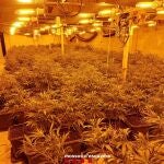 Detenidas 10 personas por cultivo de marihuana en La Segarra (Lleida) y Osona (Barcelona)