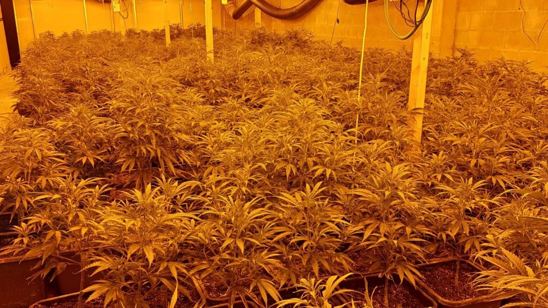 Detenidas 10 personas por cultivo de marihuana en La Segarra (Lleida) y Osona (Barcelona) REMITIDA / HANDOUT por Mossos d'Esquadra Fotografía remitida a medios de comunicación exclusivamente para ilustrar la noticia a la que hace referencia la imagen, y citando la procedencia de la imagen en la firma 29/03/2025