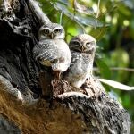 Dos búhos pequeños