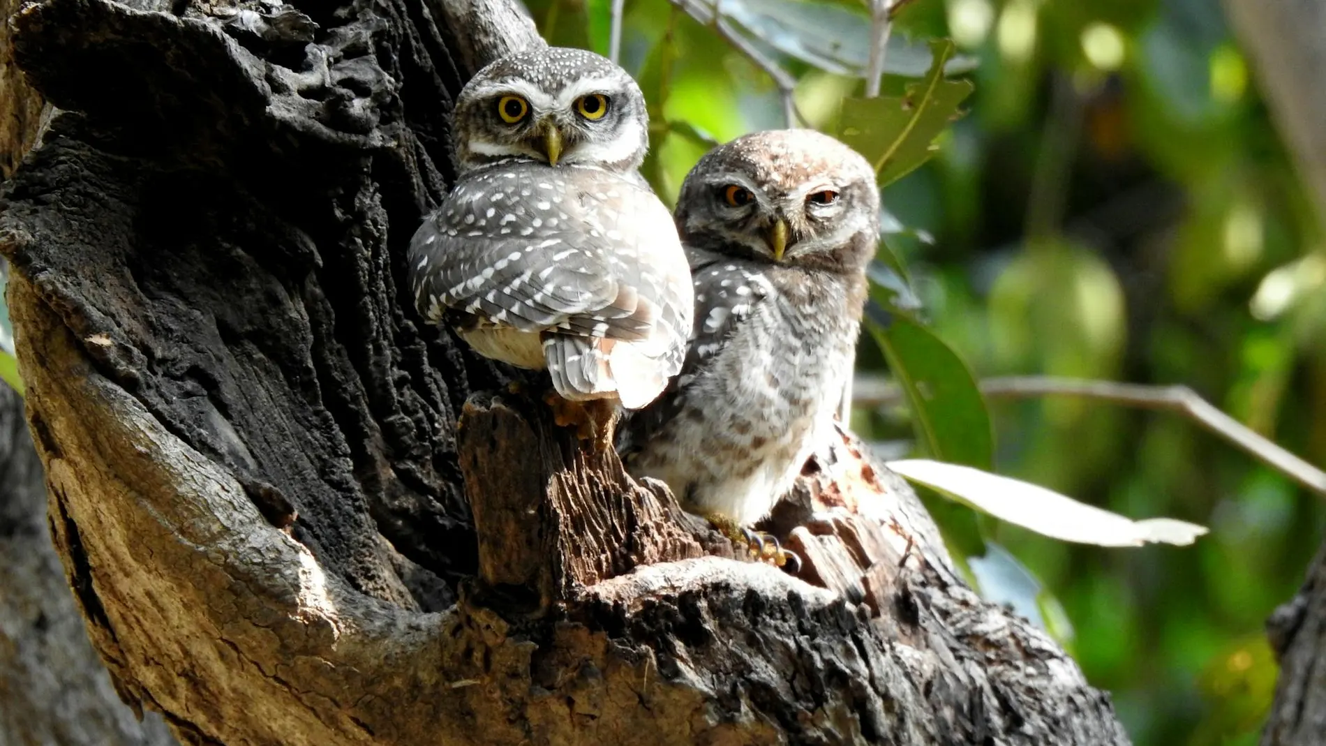 Dos búhos pequeños