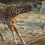 Jirafa bebiendo en el río