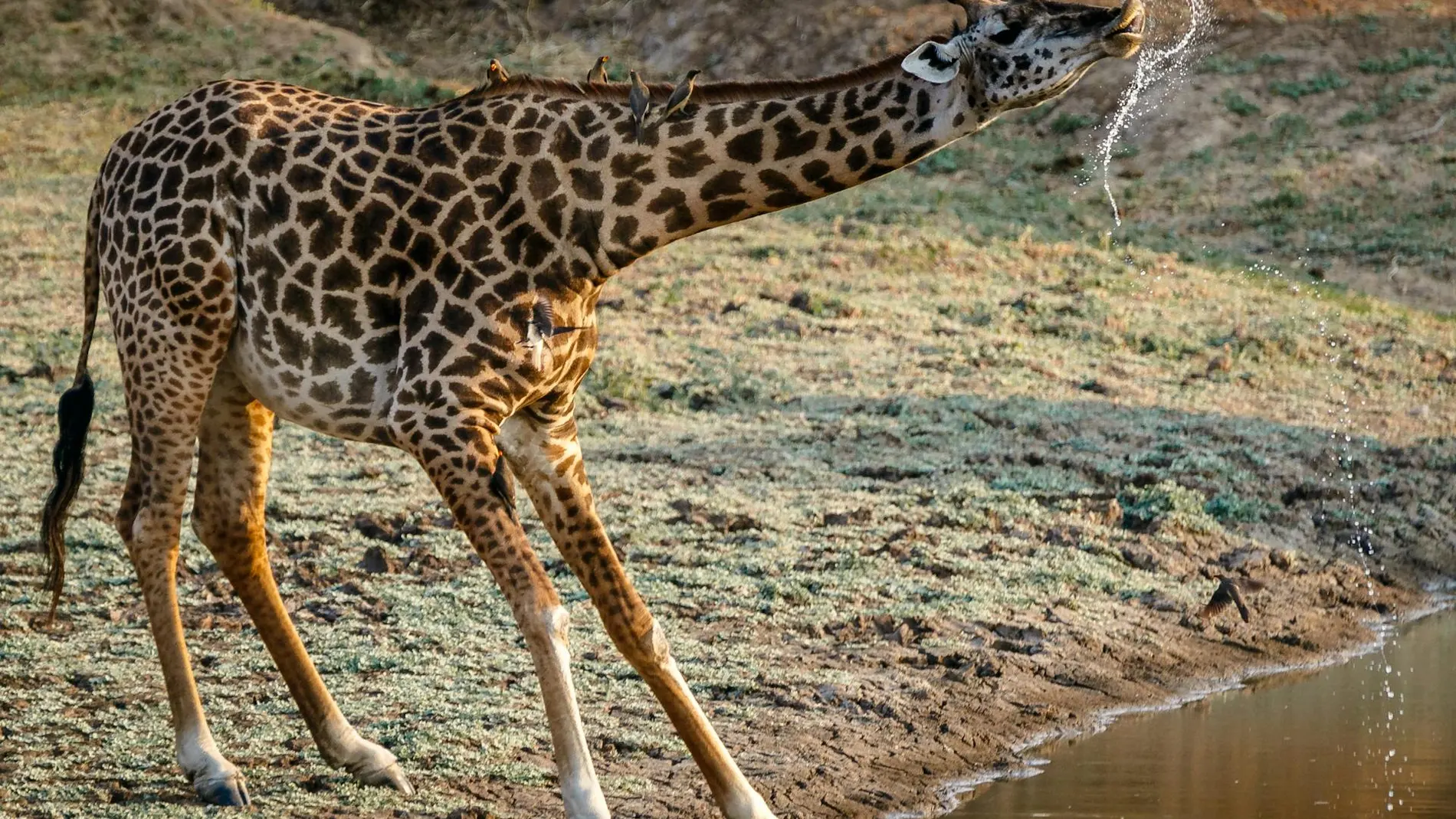 Jirafa bebiendo en el río
